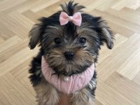 Ev ortamından yavru köpekler