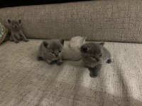 Russian Blue kidi oyuncu