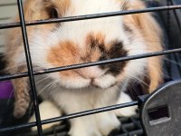 English lop tavşan