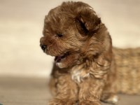 Tiny Teddy Face Kore Maltipoo