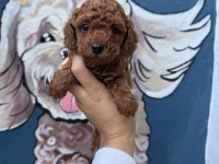 Özenle Bakılan Poodle Yavruları