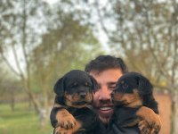 Çiftliğin Efsane Rottweiler Yavruları Kapıda Ödemeli
