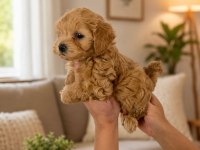Gerçek Teacup Orjinal Maltipoo İsteyenler Yazsın