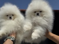 Petmode köpek çiftliğinde ziyarete açık pomeranin