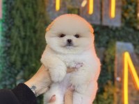 POMERANİAN BOO YAVRULAR