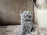 British Shorthair Gri Yavrular