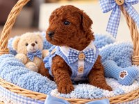 A kalite Poodle yavrularimiz