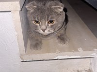 Scottish fold cinsi erkek kedi Diyarbakır