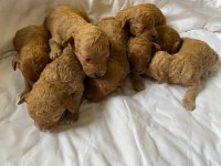 Toy Poodle Köpekleri Sahiplendirme