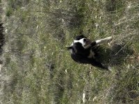 1 yaşında dişi border collie