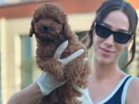 Toy Poodle yavruları