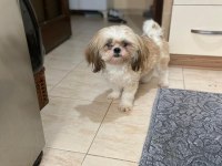 Shih-Tzu dişi bebek