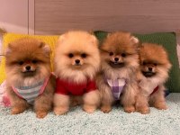 Dünya Tatlısı Pomeranian Yavruları