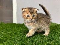 Scottish Fold Golden Ny11