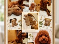 Toy Poodle Yavrularımız İçin Yuva Aranıyor