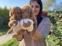 Safkan toy poodle köpeklerim