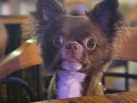Çikolata Longhair Chihuahua