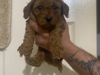 KİLO GARANTİLİ TOY POODLE VE KORE YAVRULARIMIZ