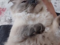 British Blue Point Longhair