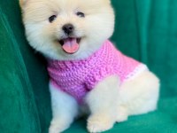 ORİJİNAL POMERANİAN BOO YAVRULARI