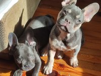 MAVİ MAVİ MASMAVİ FRANSIZ BULLDOG MAVİŞLER