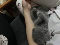 Scottish fold yavru kedimiz 2 aylık