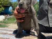 Irkının en iyisi cane corso yavrular kapıda ödeme mevcut