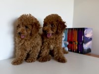 Bir dişi ve bir erkek toy poodle