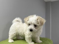 Köpeğimiz için görüşülür