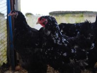 BLACK MODLED BRAHMA KULUÇKALIK YUMURTA & CİVCİV