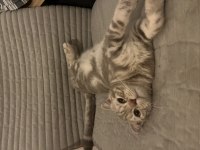 8 aylık erkek scottish fold ücretsiz sahiplendirilecektir