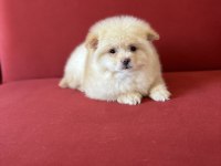 POMERANİAN BOO
