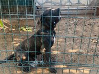 CorsoTürk den Garantili Safkan Cane Corso Yavrular