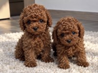 Premium Kalitede Özel Poodle Yavruları
