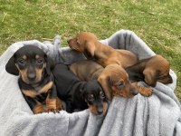 Sevimli sosis dachshund bebekler