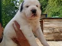 TÜRKİYENİN EN BÜYÜK ALABAY BEBEKLERİ