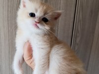 Lilac Golden Erkek Yavru British Shorthair
