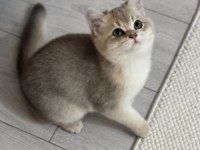 British Shorthair Kedisi