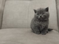Minik british shorthair bebelerimiz
