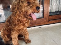 Sevimli toy poodle