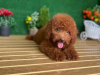 Toy Poodle Bebekleri Referans Yavru