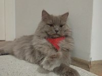 9 Aylık Kedimiz Çiftleşme
