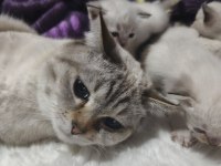 1 buçuk yaşında erkek british shorthair