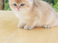 Tip kürk şahane british shorthair prenses