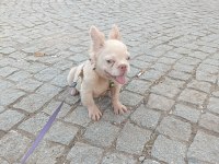 French bulldog 4 aylık