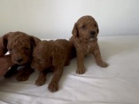 Kore toy poodle ruhsatlı bayiden