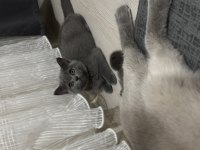 British shorthair 3 aylık prenses