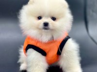 Safkan Pomeranian Boo Bebekler