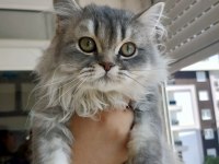 Sevgi dolu british longhair yavrumuz yeni evini arıyor