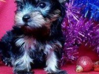 Yorkshire terrier yavrularımız